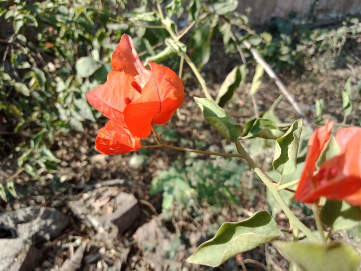 paper flowers