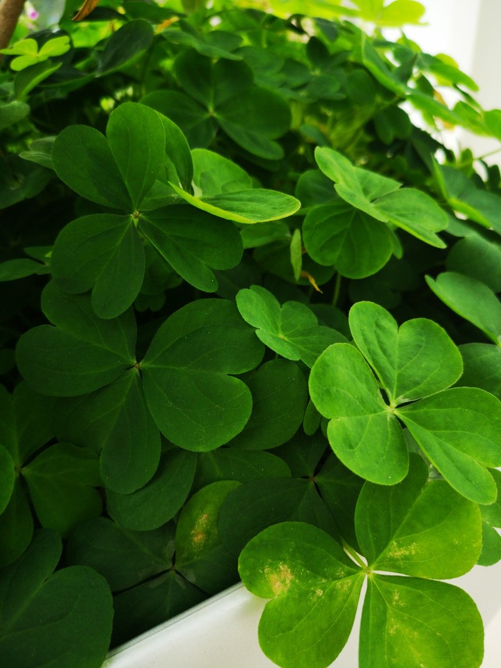 ☘️