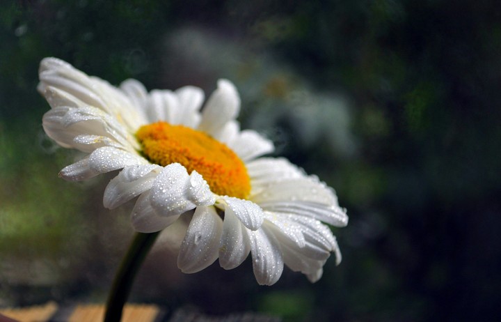 Camomile