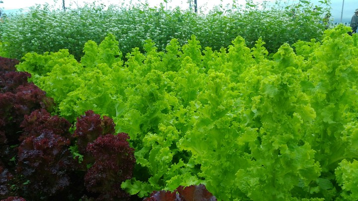 vegetables are also beautiful