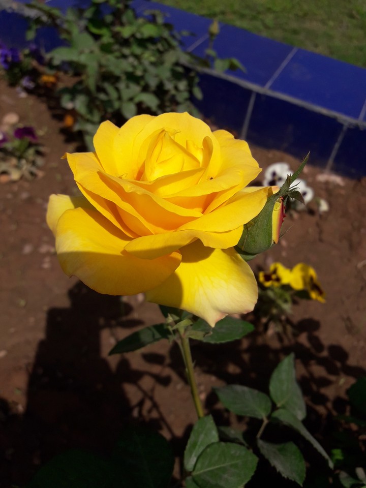 Spring