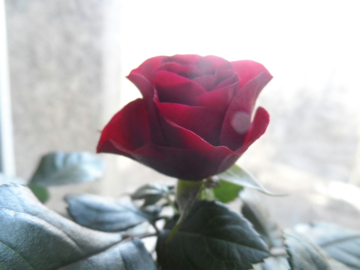 rose flower