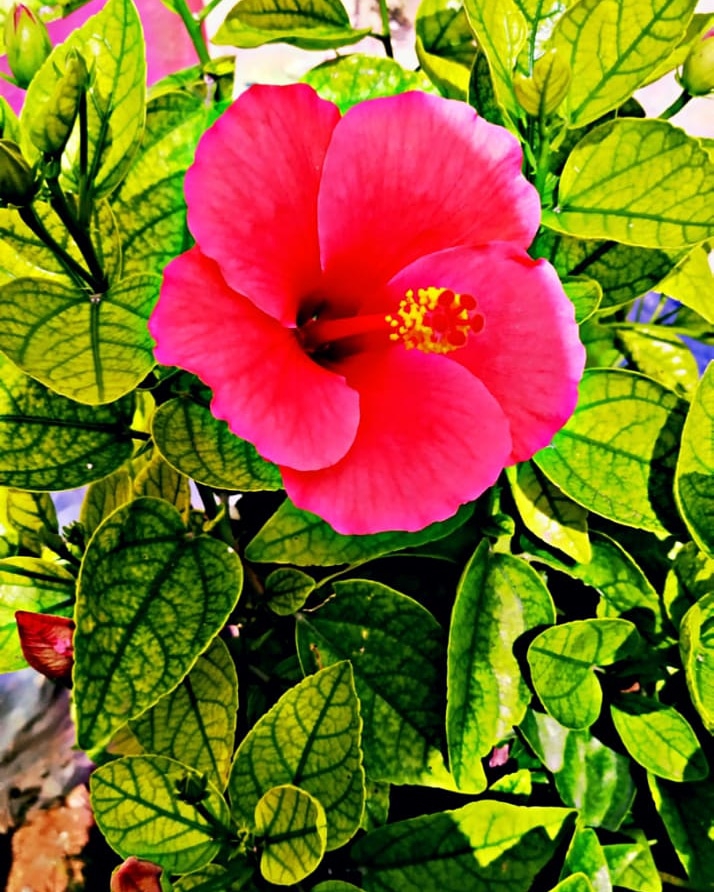 flowers