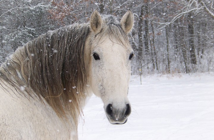 Horse