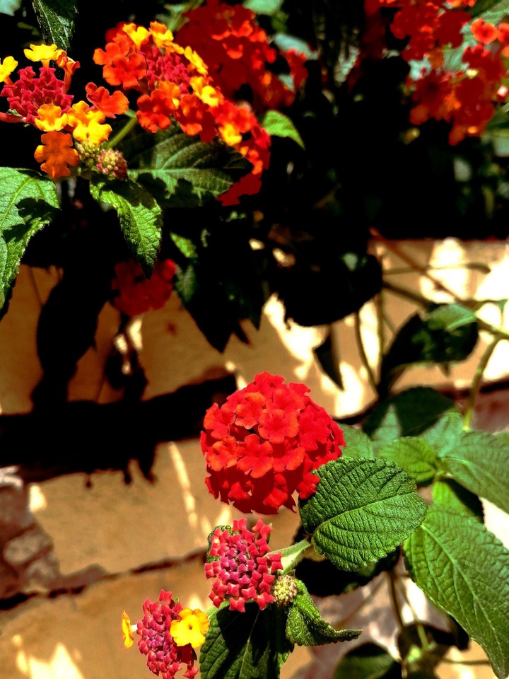#Lantana