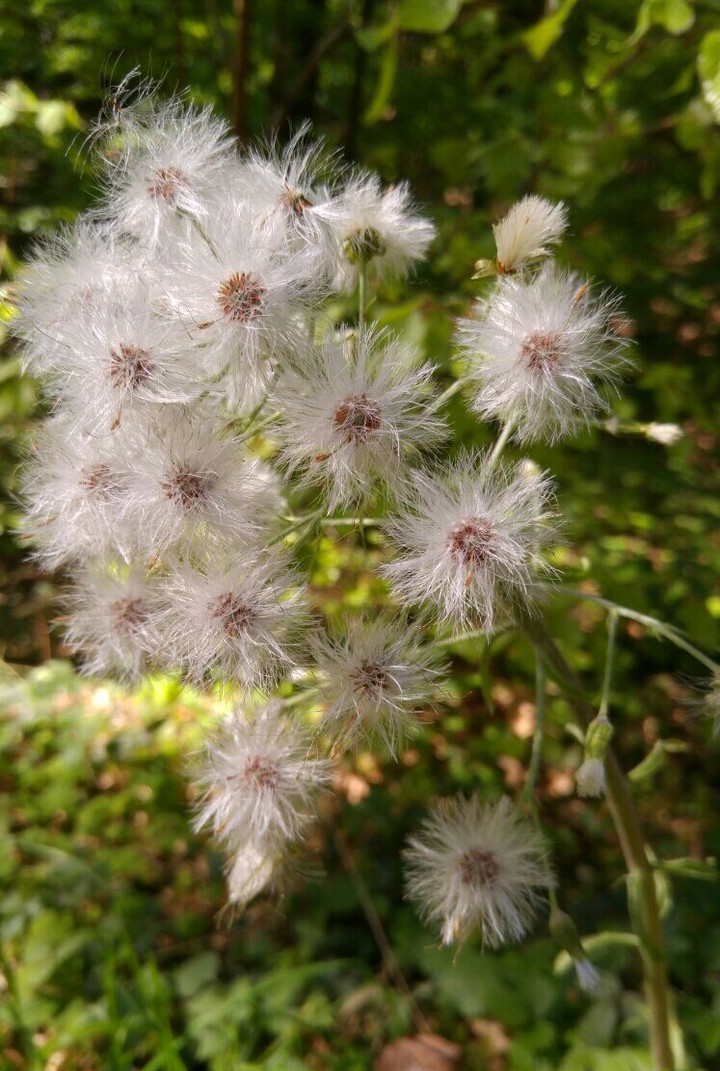 blume