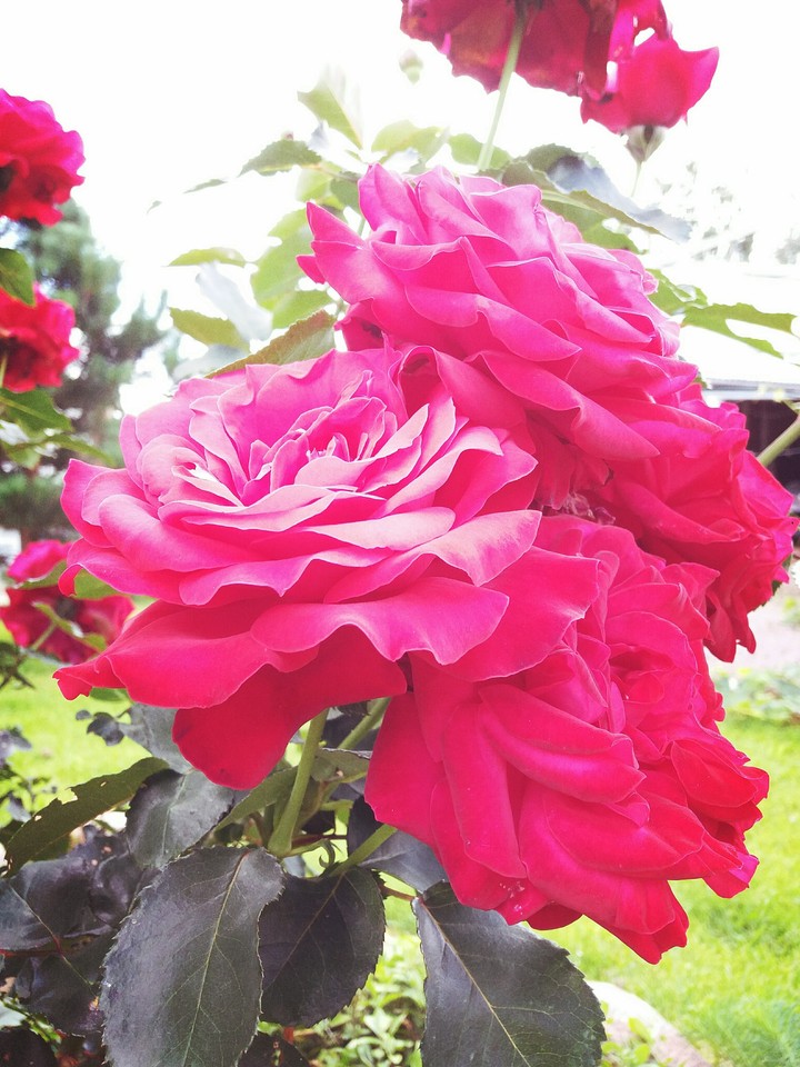 Roses