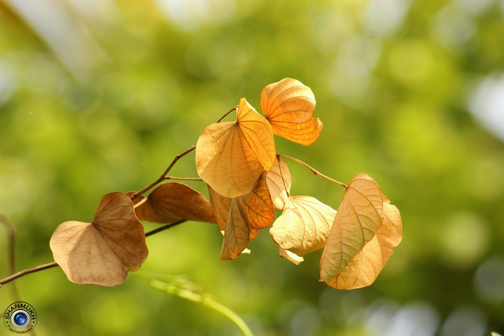 Dry Leaves and green bokeh