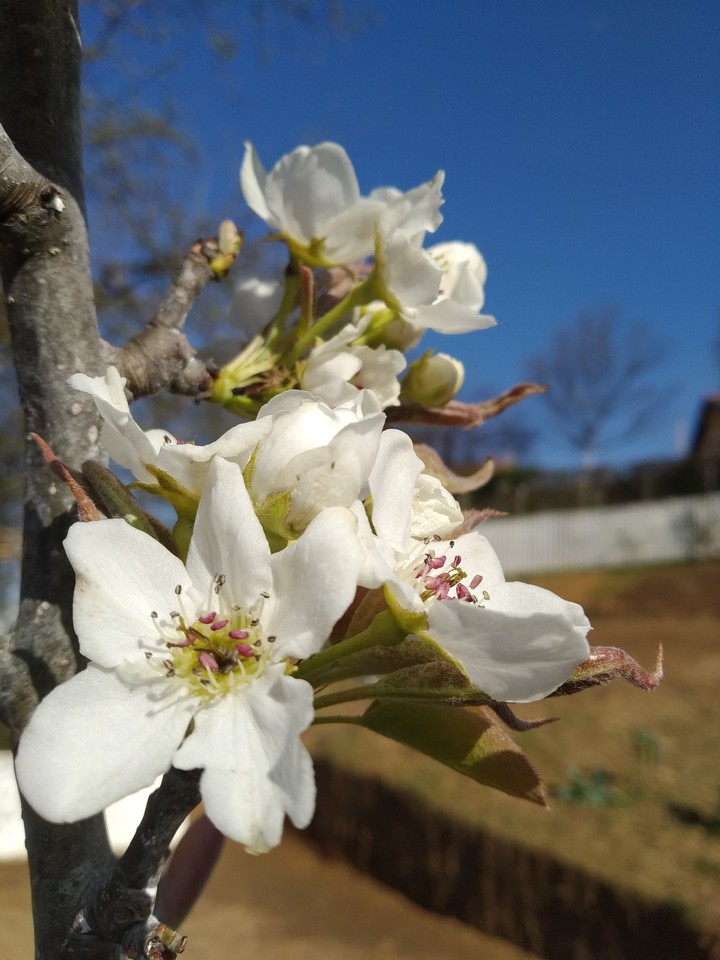Spring