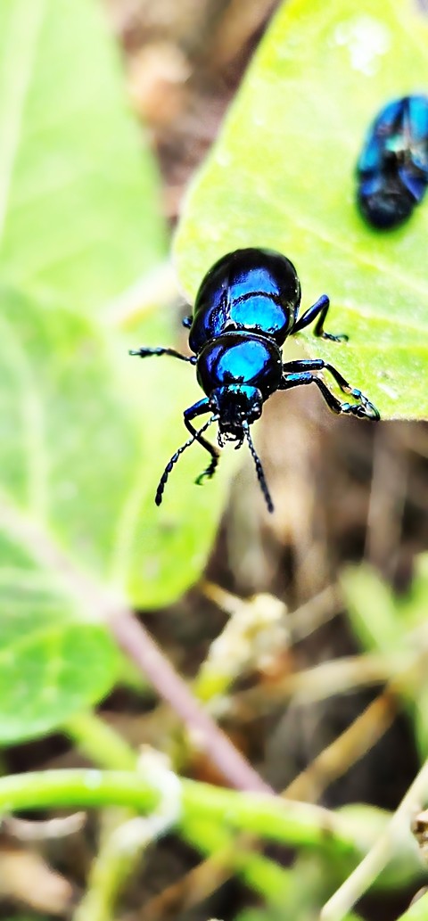 sfondi Close-up, insect