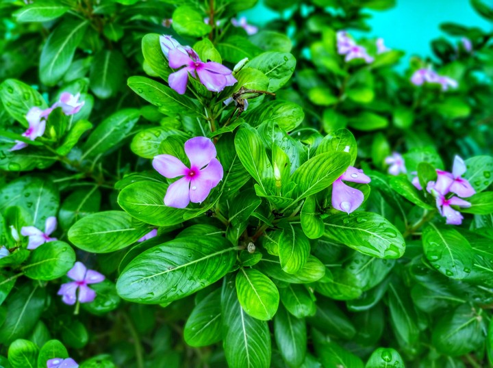 flowers