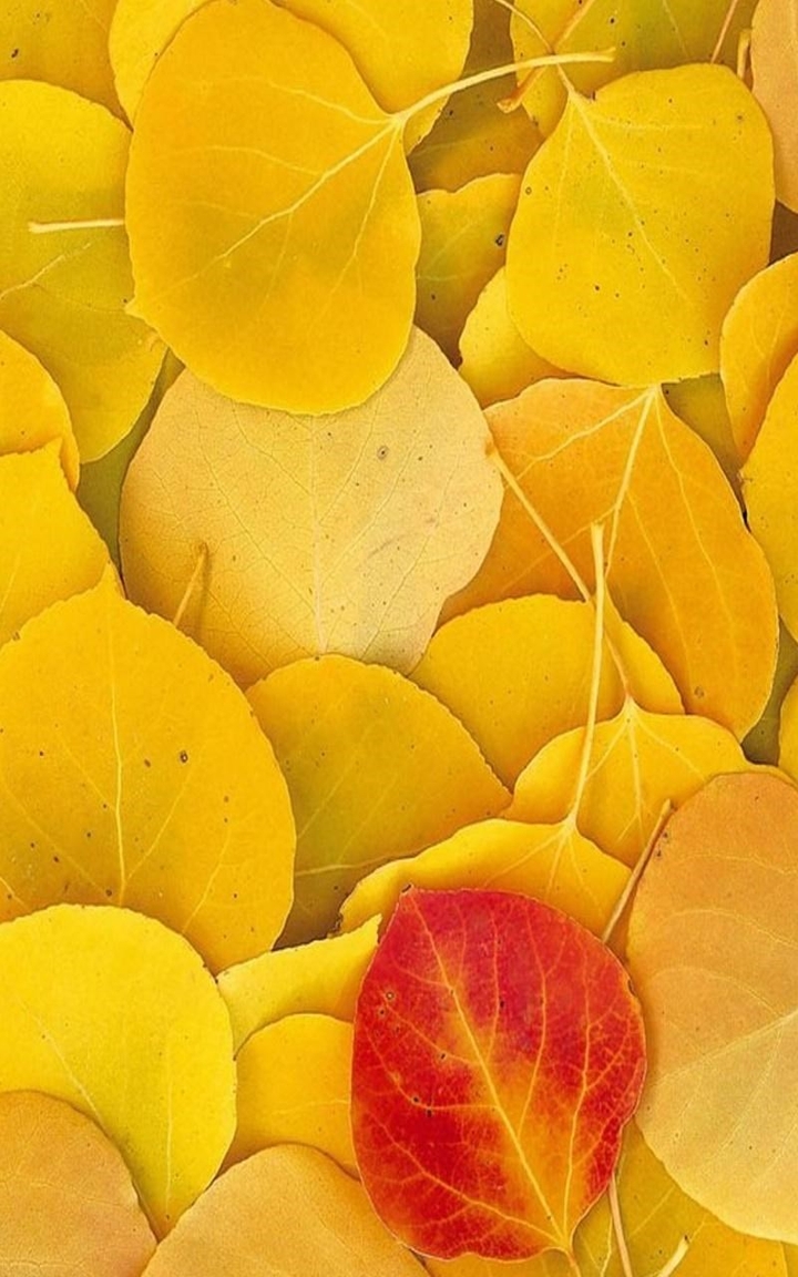 Contrast yellow leaves