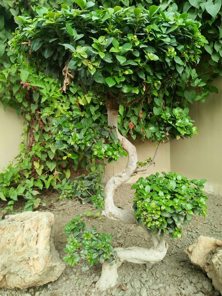 plants