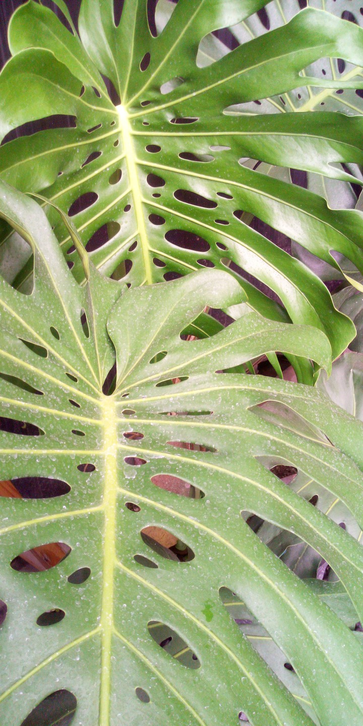 monstera
