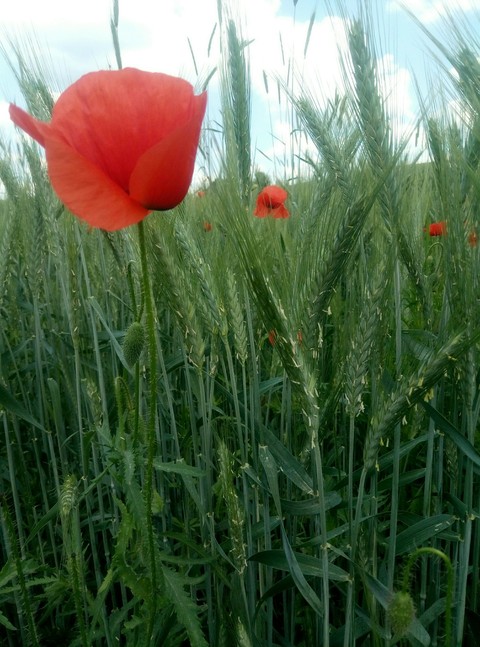 nature
