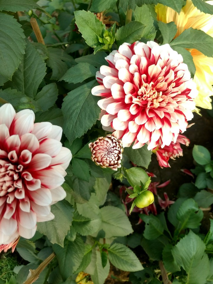 Flowers do Smile...