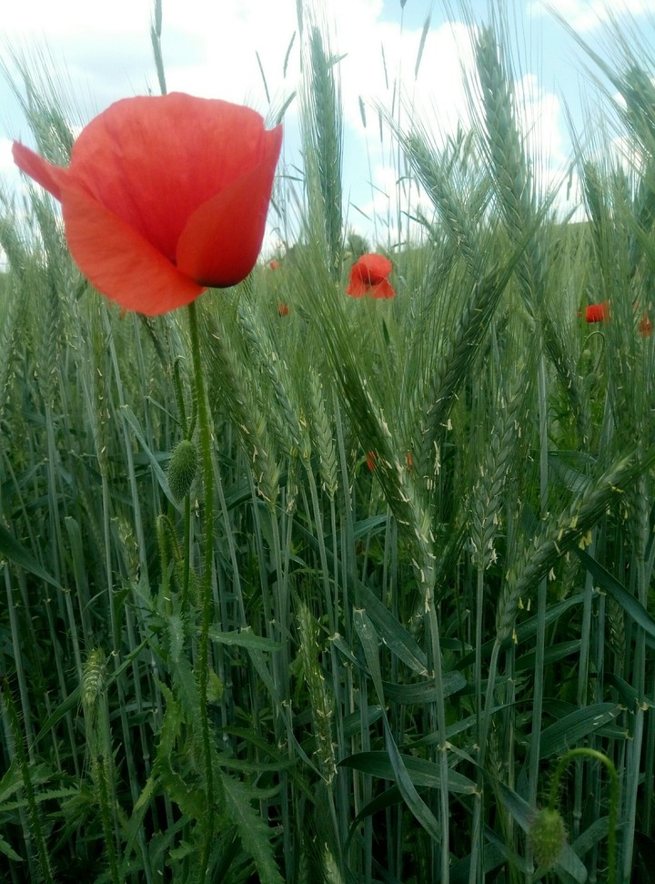 nature