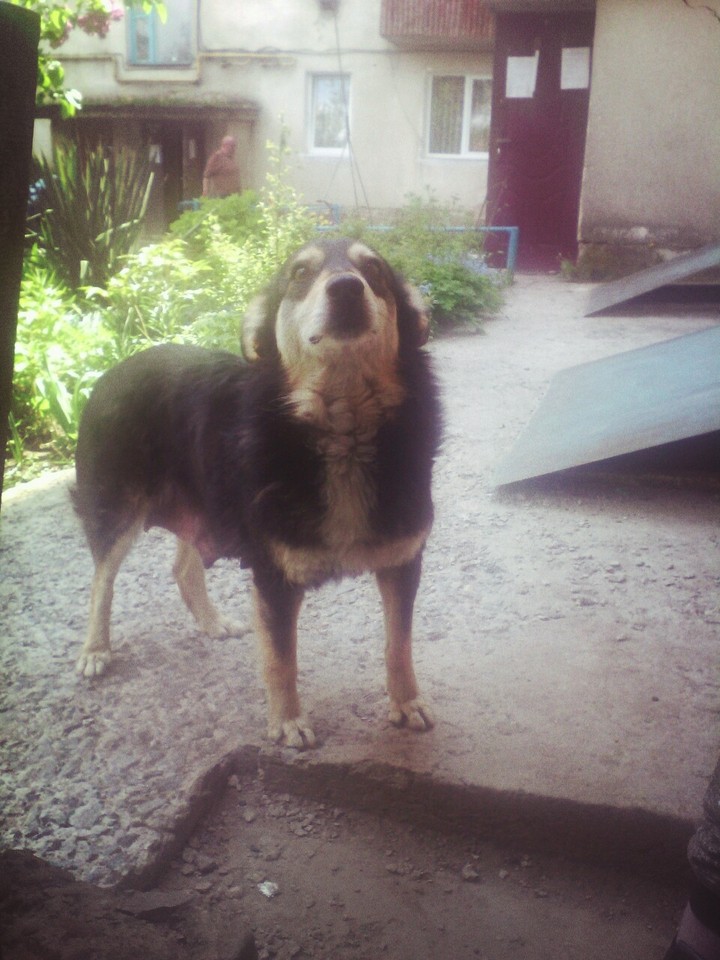 dog