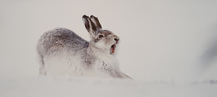 Hase
