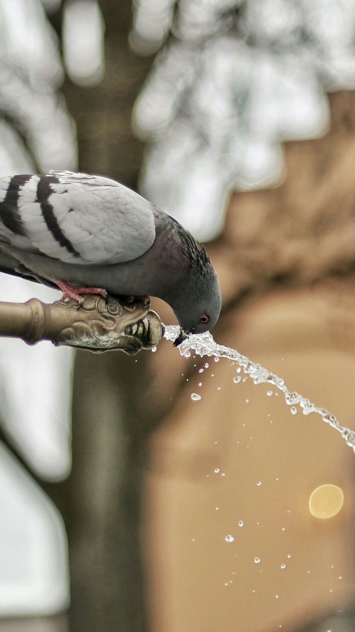 Pigeon