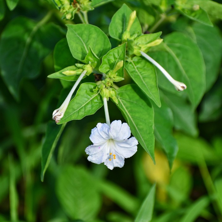 wild flowers