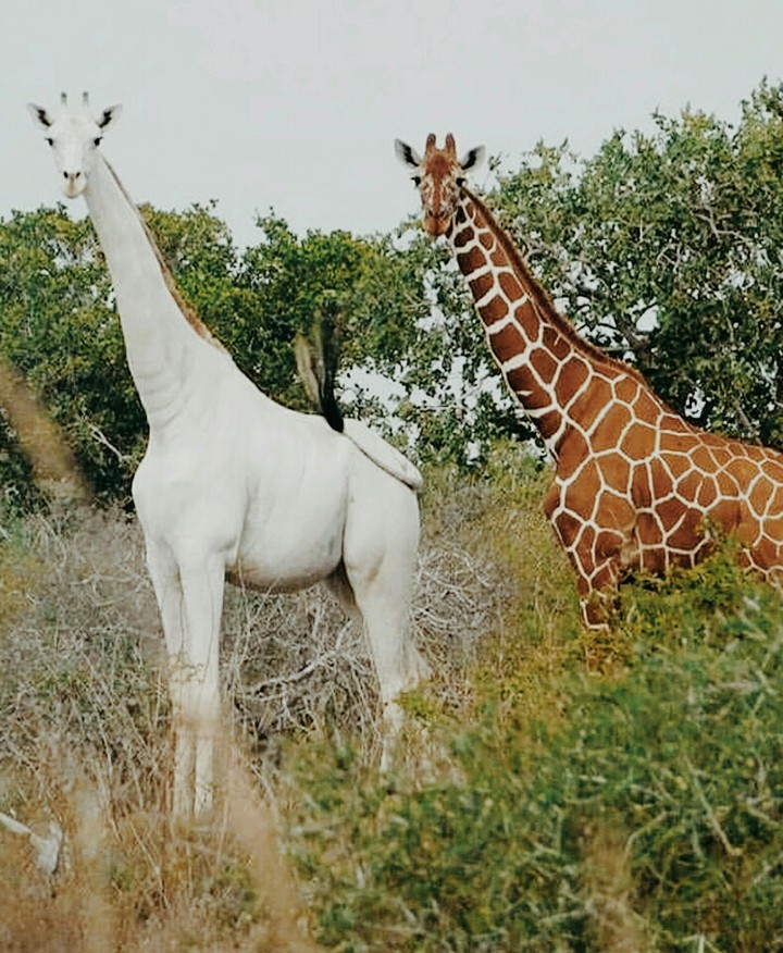 nature