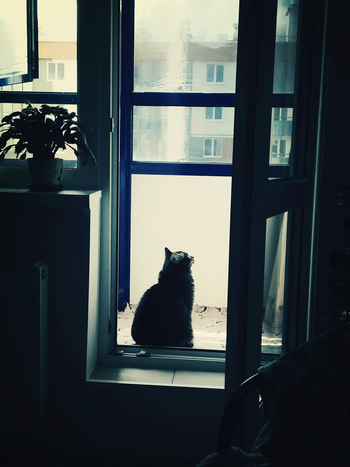 cat in dreams