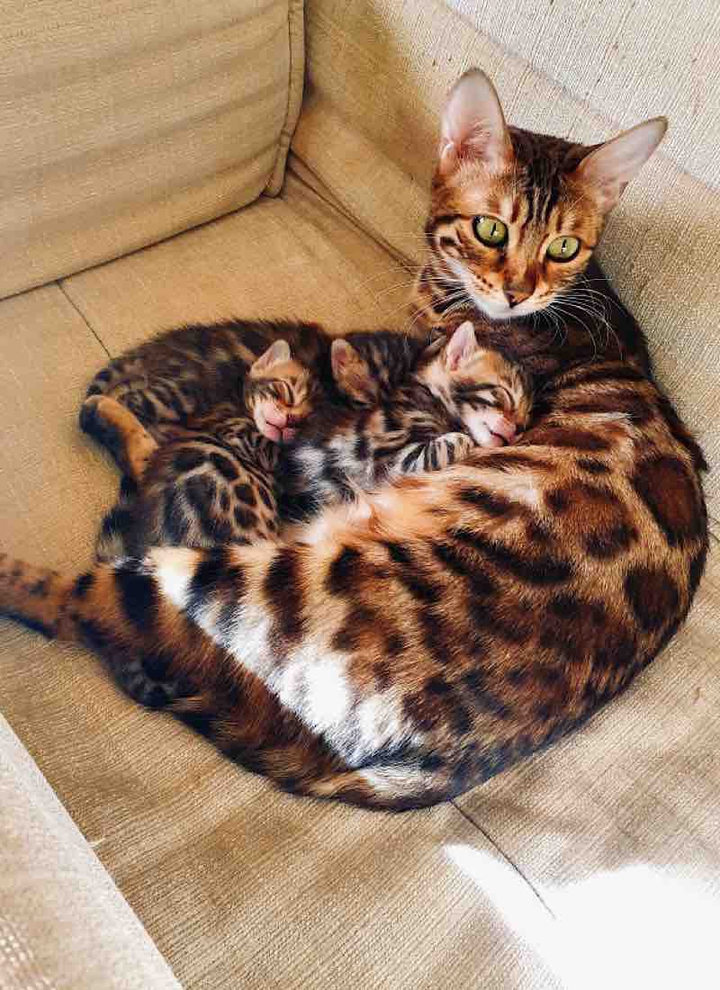 Cats