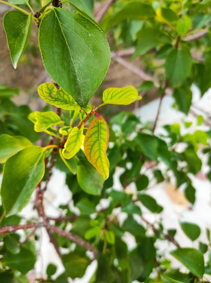 ©️Leaf