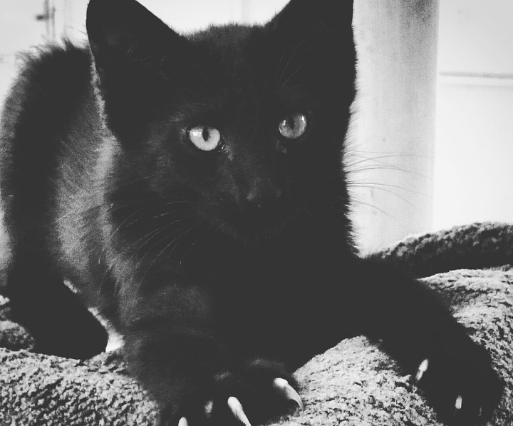 My Black Cat