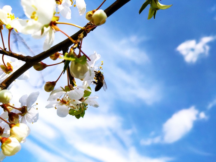 spring