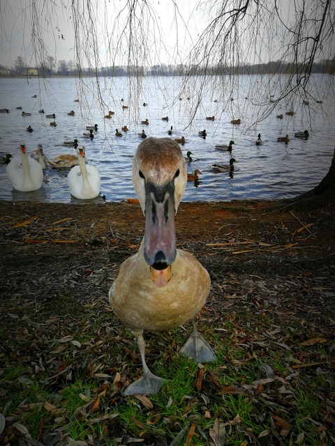 Moments Swan