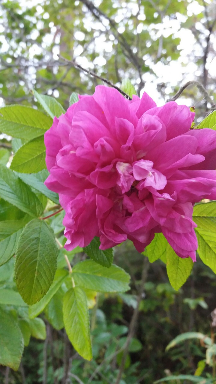 Pink rose