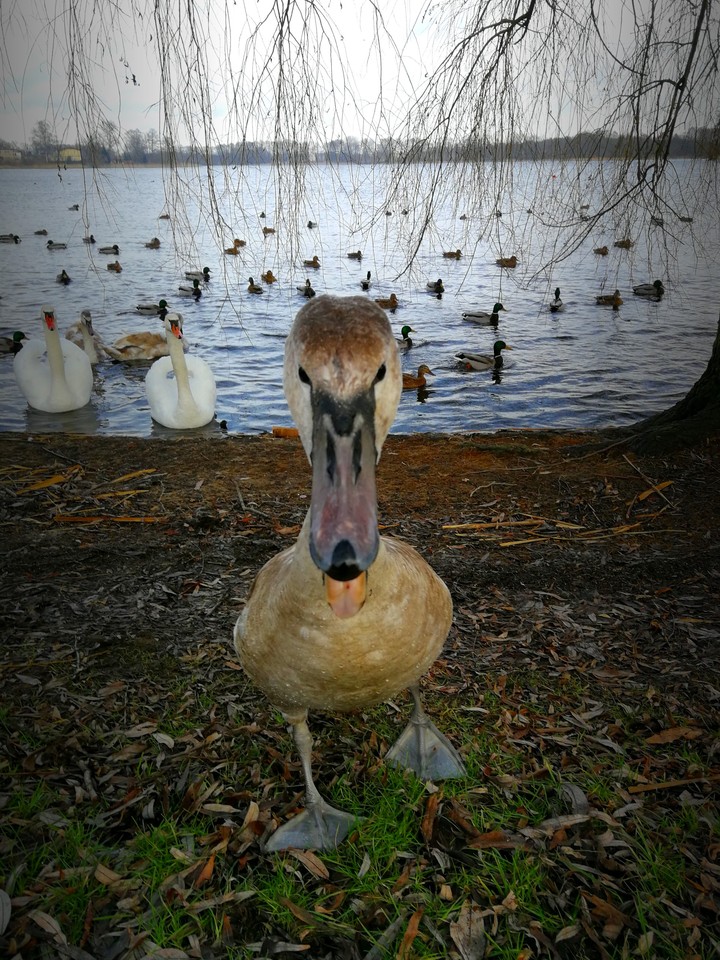 Moments Swan