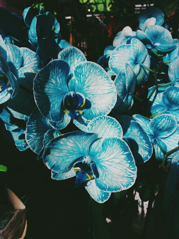 Orchideen