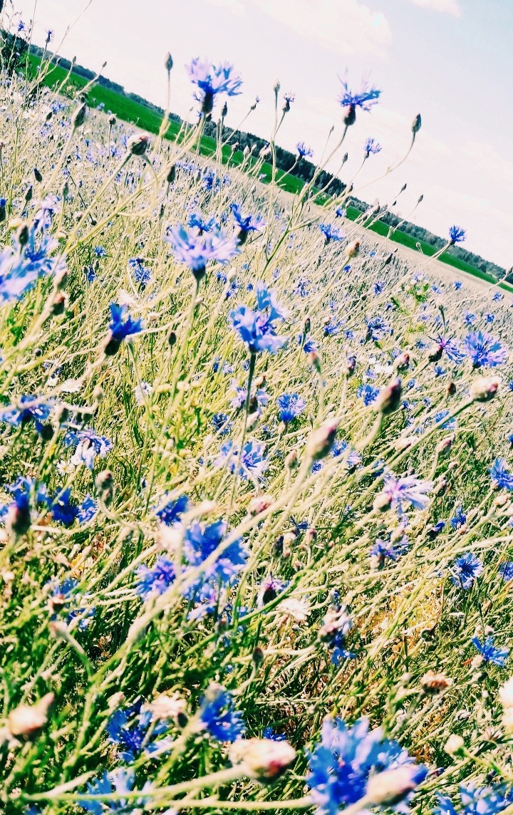 blue flowers