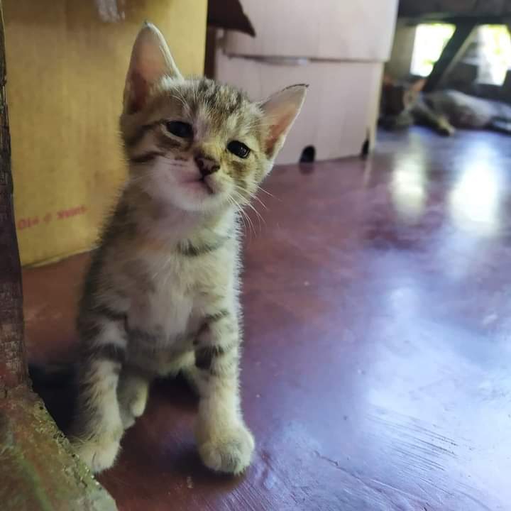 Cutest Kitten