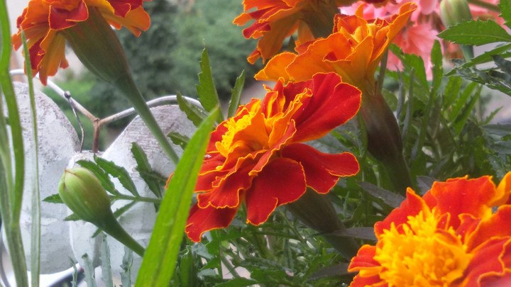 flower on the balcony