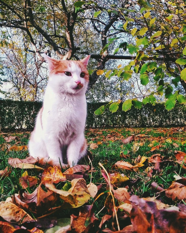 Cat