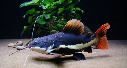 redtail catfish