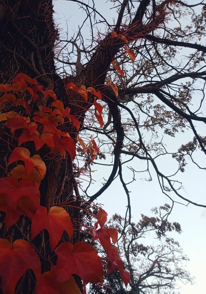 Autumn