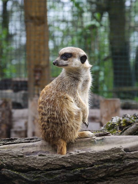 mongoose, fur wallpapers