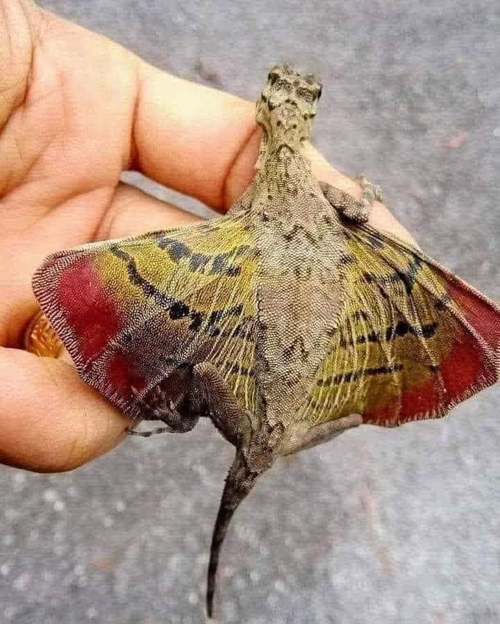 .