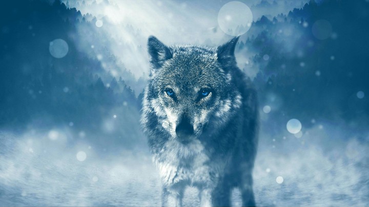 Wolf With Blue Eyes