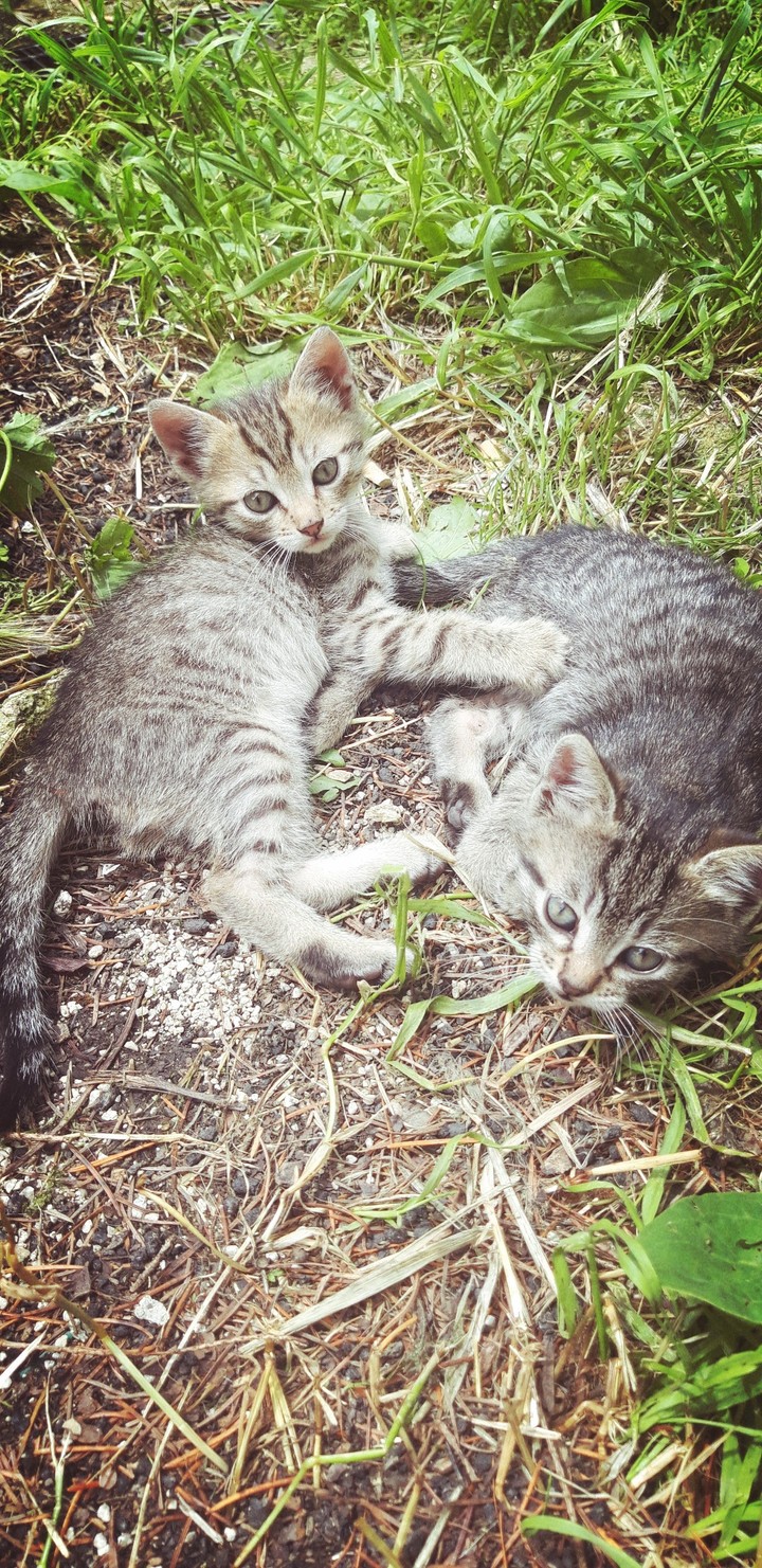 Two kittens playing together