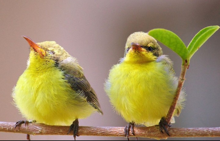 Nestlings