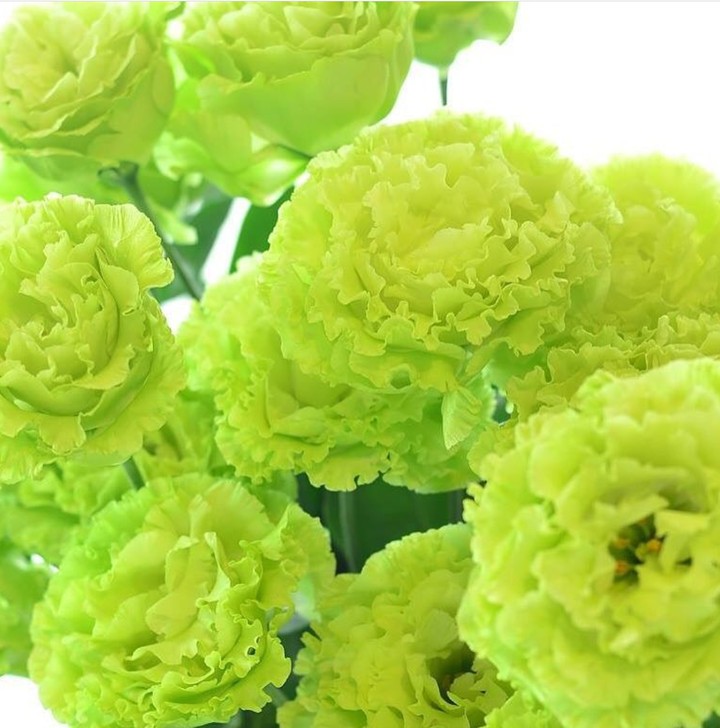 eustoma