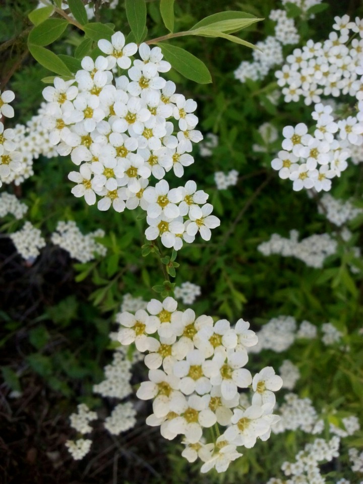 Natur
