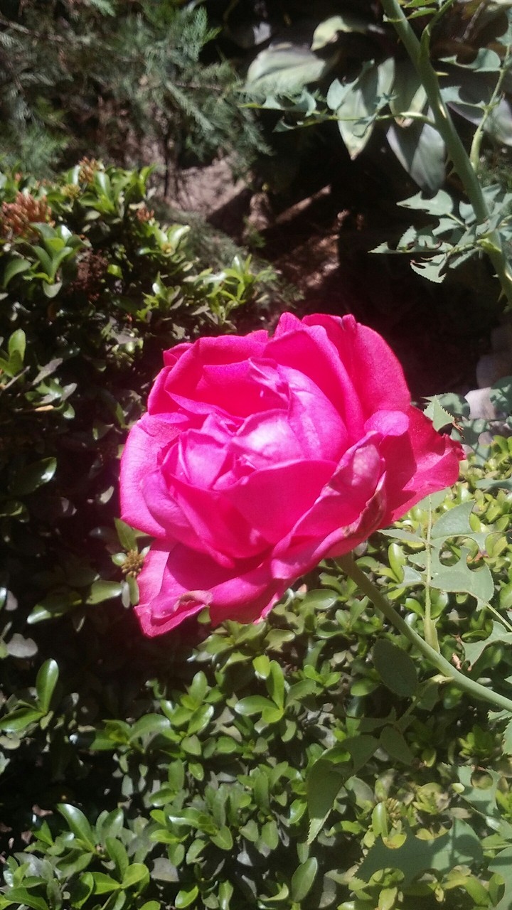 Red Rose