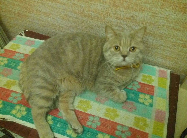кот